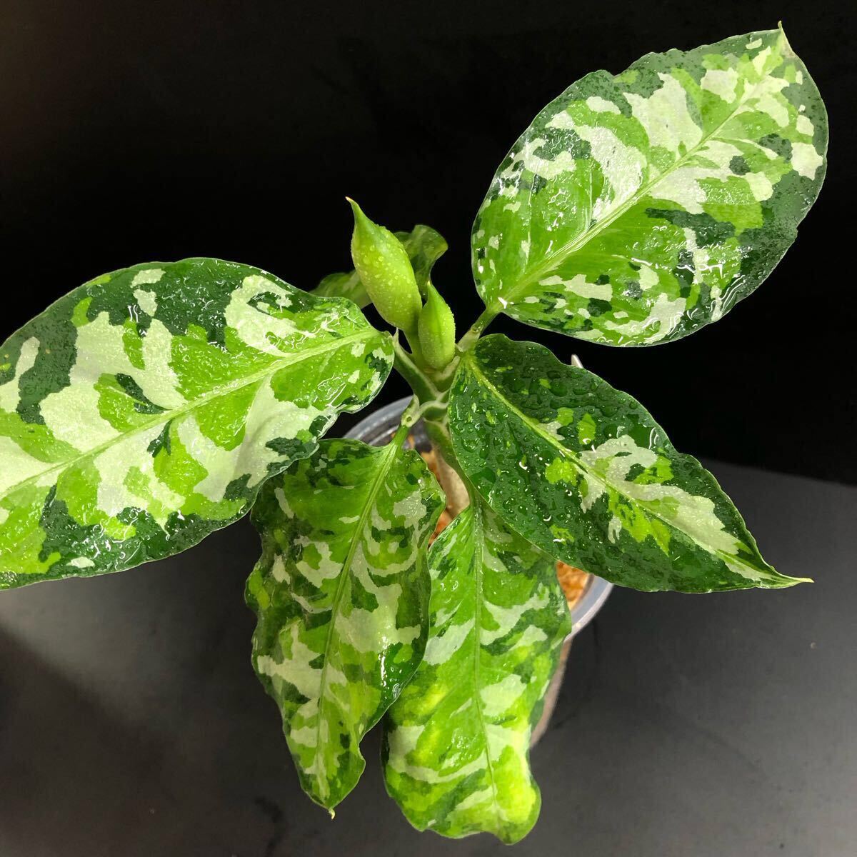 観葉植物 アグラオネマ ピクタム Aglaonema pictum