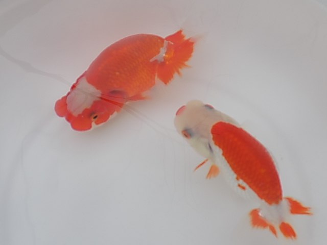 ★Y・T☆特選らんちゅう・優良系統・明け2歳魚2匹F33‐22_1