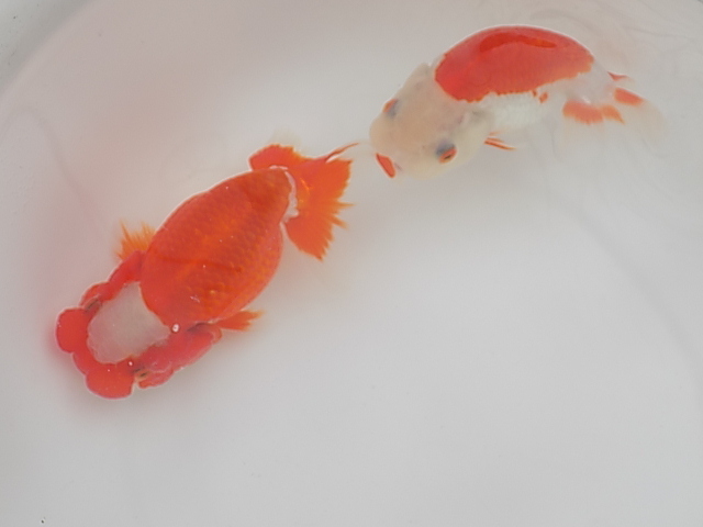 ★Y・T☆特選らんちゅう・優良系統・明け2歳魚2匹F33‐22_2