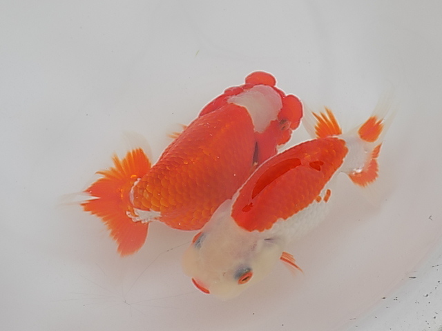 ★Y・T☆特選らんちゅう・優良系統・明け2歳魚2匹F33‐22_3