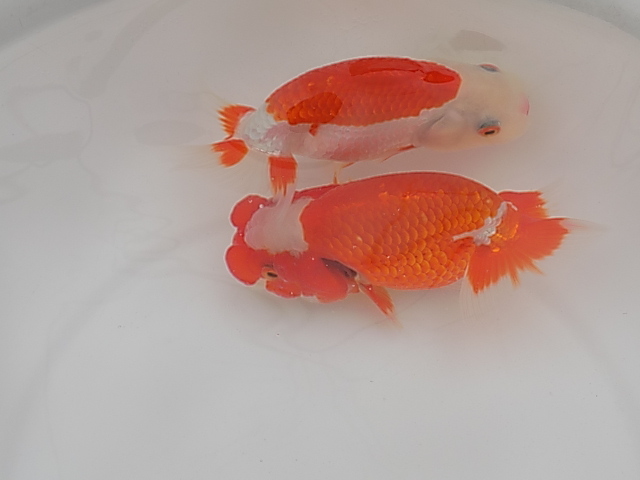 ★Y・T☆特選らんちゅう・優良系統・明け2歳魚2匹F33‐22_4