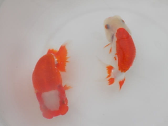 ★Y・T☆特選らんちゅう・優良系統・明け2歳魚2匹F33‐22_5