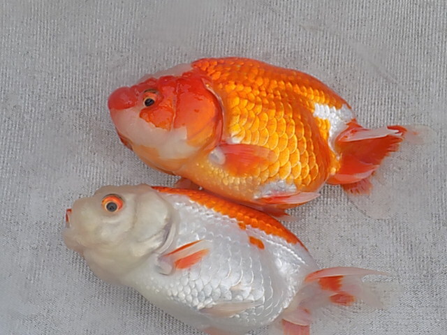 ★Y・T☆特選らんちゅう・優良系統・明け2歳魚2匹F33‐22_6