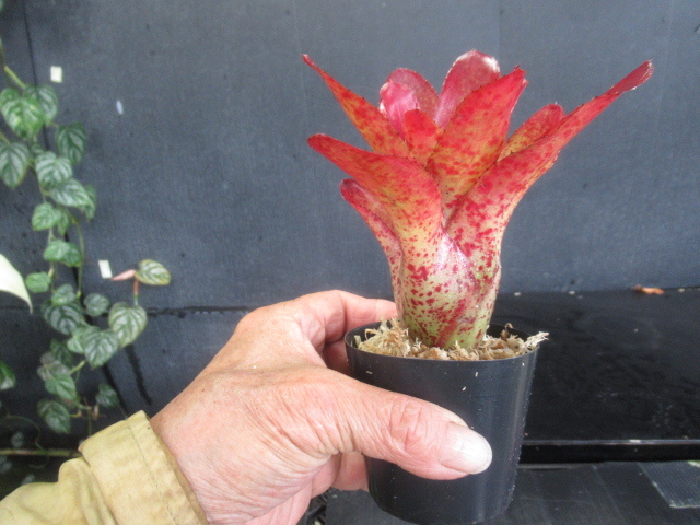 KN 1円！ リサタグ付き！ 原種ネオレゲリア オレンス（NEOREGELIA