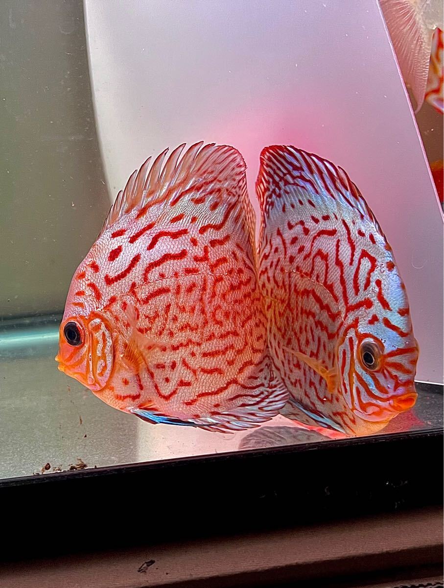 Lonyarbon sp. 中国雲南省 0 コブヤハズカミキリ 標本A1 公式通販 中国
