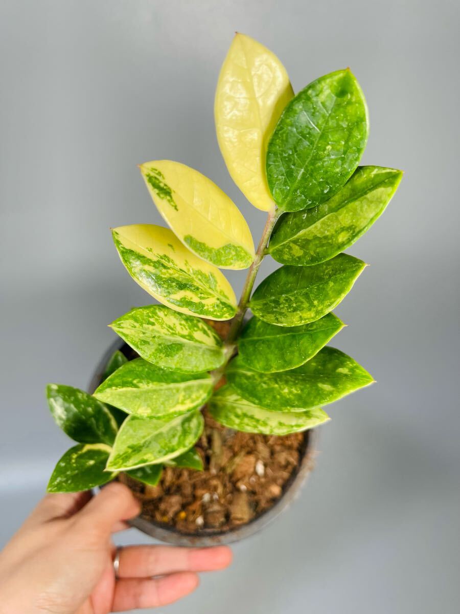 ザミオクルカス　斑入り 22」ザミオクルカス ザミーフォリア 斑入りZZ plant Variegated