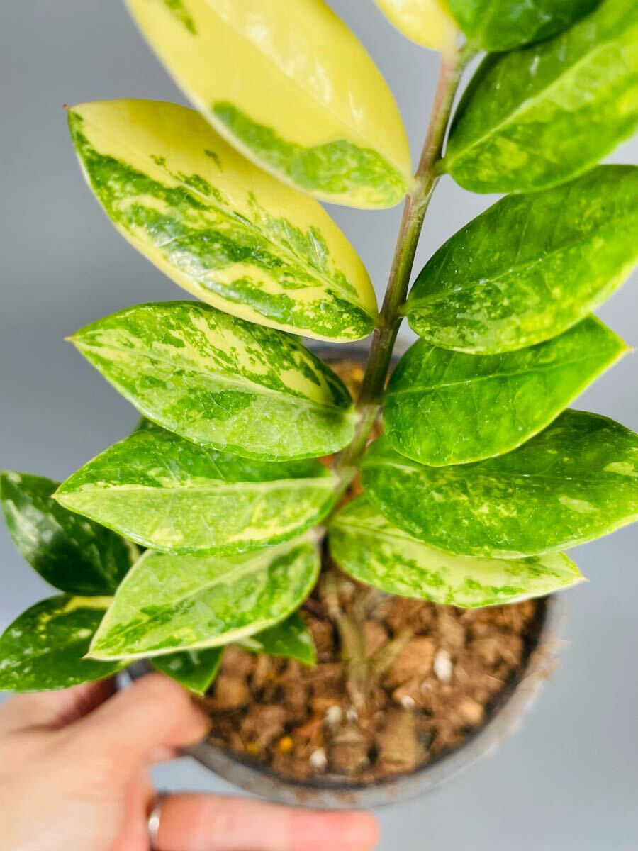 22」ザミオクルカス ザミーフォリア 斑入りZZ plant Variegated