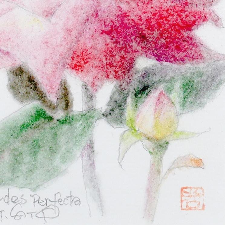 真作】【WISH】佐藤哲郎「Kordes Perfecta」パステル 薔薇図 〇点描