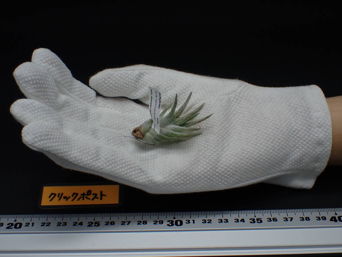 Tillandsia ionantha v.vanhyningii Type2 チランジア・イオナンタ