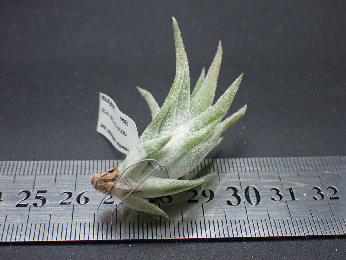 ティランジア イオナンタバンハイニンギー ジャンボ TILLANDSIA VANHYNINGII JAMBO 株出品 セットで無い 0 8 以下 バンハイの綺麗どころティランジア・バンハイニンギー ジャンボ 公式通販