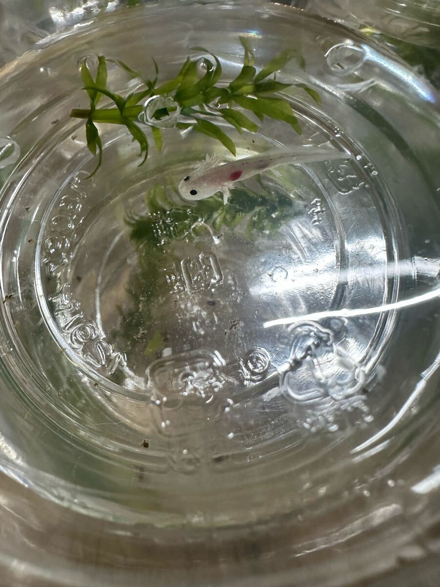 ウーパールーパー リューシ リューシスティック 3センチ〜_1