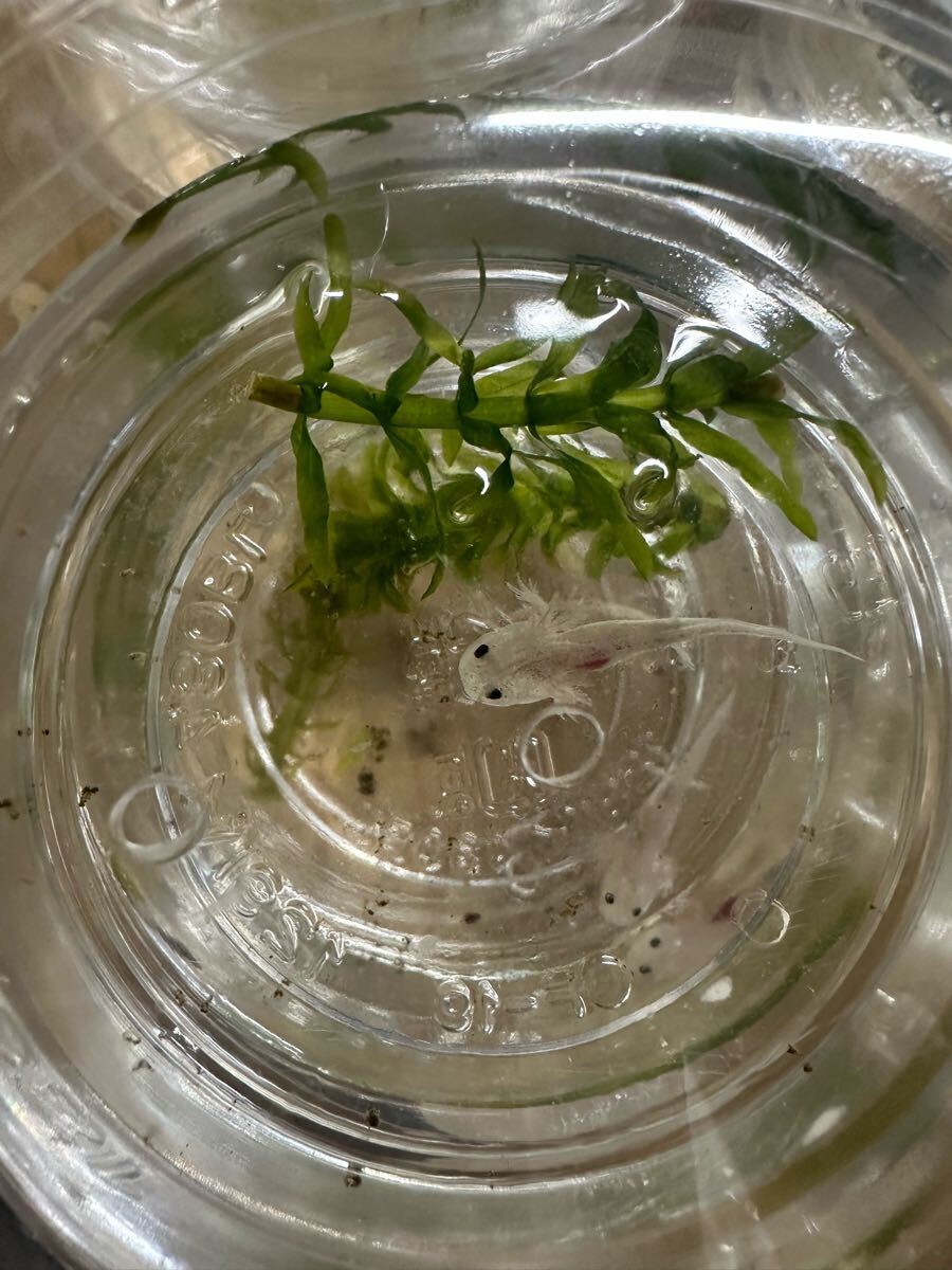 ウーパールーパー リューシ リューシスティック 3センチ〜_2