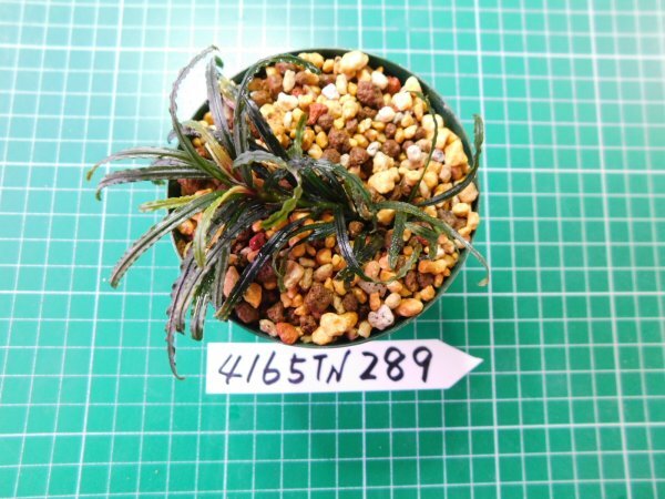 ◎4165TN289　 (自家栽培）水草　ブセファランドラ　Bucephalandra sp. Nanga Pinoh Selatan①_2