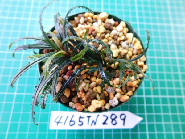 ◎4165TN289　 (自家栽培）水草　ブセファランドラ　Bucephalandra sp. Nanga Pinoh Selatan①_3