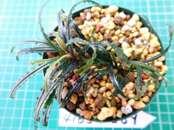 ◎4165TN289　 (自家栽培）水草　ブセファランドラ　Bucephalandra sp. Nanga Pinoh Selatan①_4