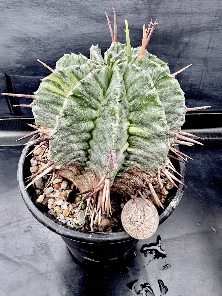 ラスト 極上斑 ◎Euphorbia horrida variegated◎ユーフォルビア 酒井