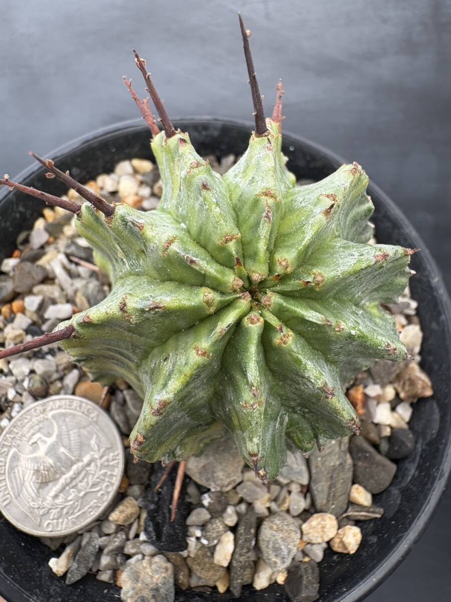 ラスト 極上斑 ◎Euphorbia horrida variegated◎ユーフォルビア 酒井