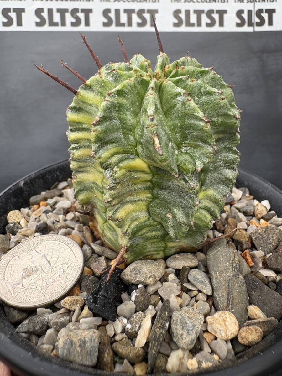 ラスト 極上斑 ◎Euphorbia horrida variegated◎ユーフォルビア 酒井