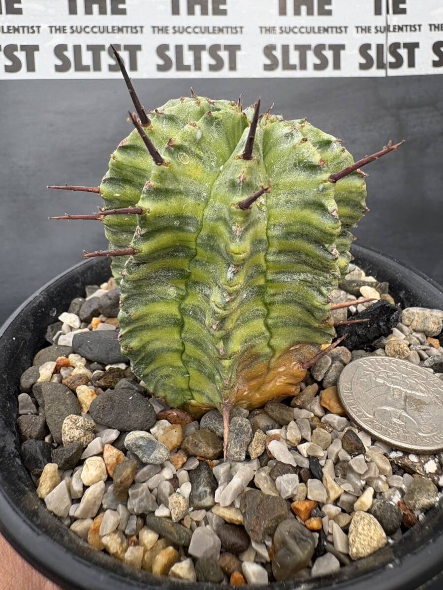 ラスト 極上斑 ◎Euphorbia horrida variegated◎ユーフォルビア 酒井