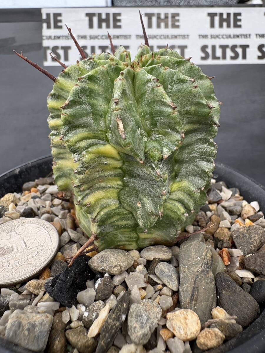 ラスト 極上斑 ◎Euphorbia horrida variegated◎ユーフォルビア 酒井