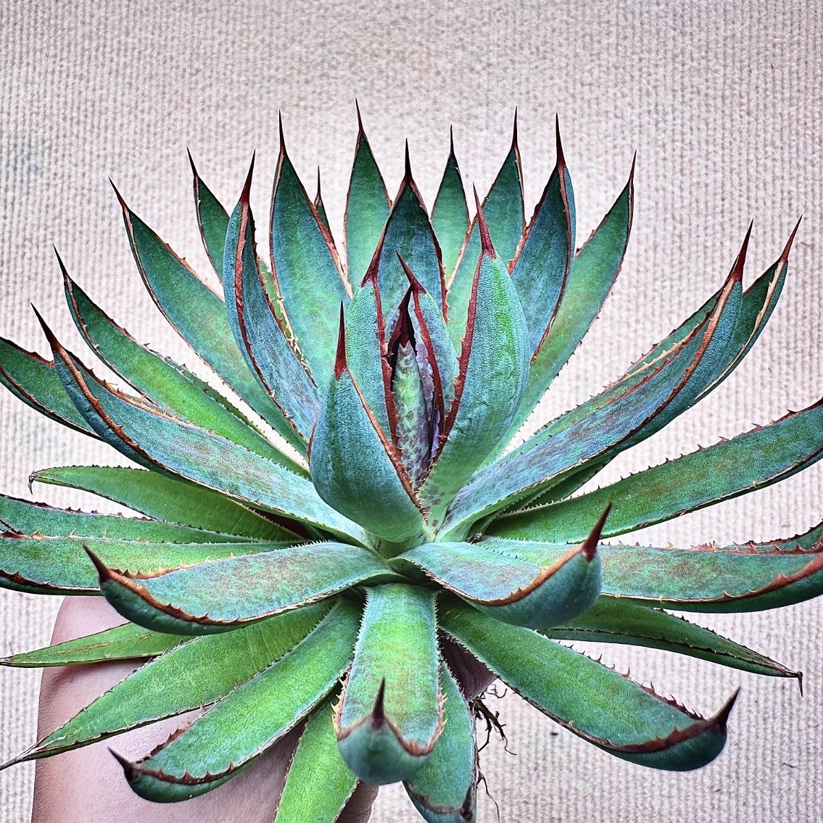 Lj_plants】Q276 激レア高級品種 多肉植物 アガベ 之星 極上斑です S