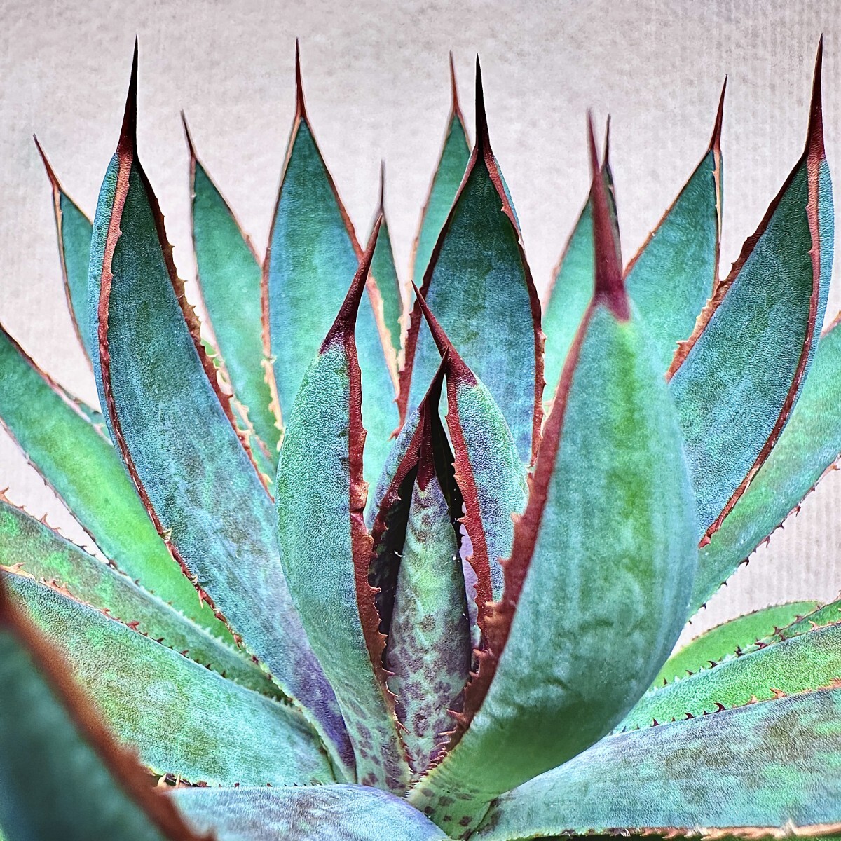 Lj_plants】Q276 激レア高級品種 多肉植物 アガベ 之星 極上斑です S