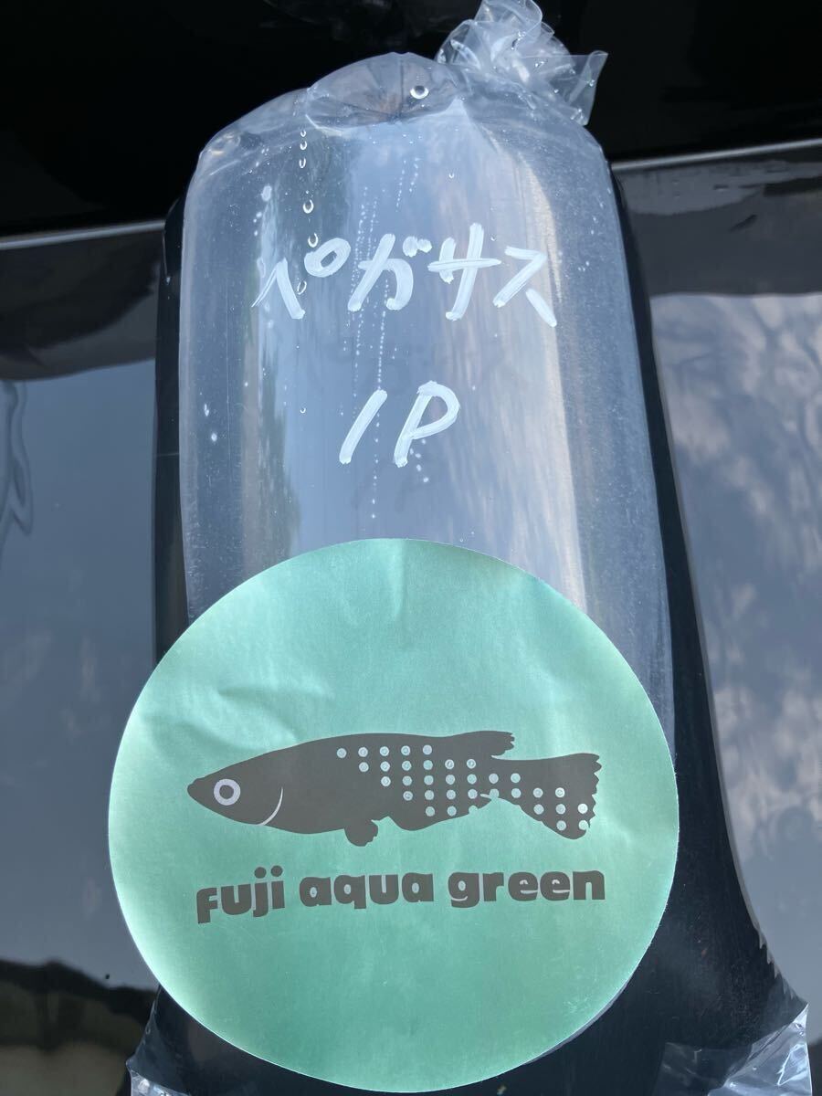 ペガサスめだか　有精卵10個＋α 検索用:（Fuji aqua green フジアクアグリーン　ブルー　レア　たまご　ヒレ光　飛輪　ヒリン　金閣　）_10