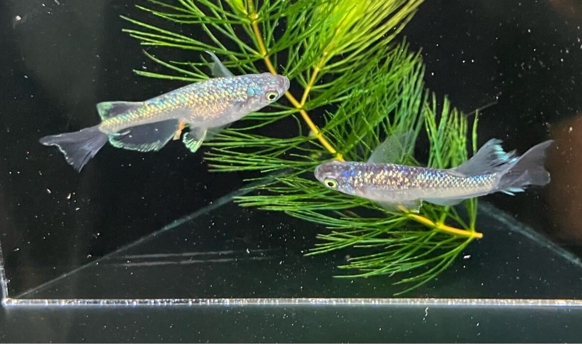 ペガサスめだか　有精卵10個＋α 検索用:（Fuji aqua green フジアクアグリーン　ブルー　レア　たまご　ヒレ光　飛輪　ヒリン　金閣　）_2