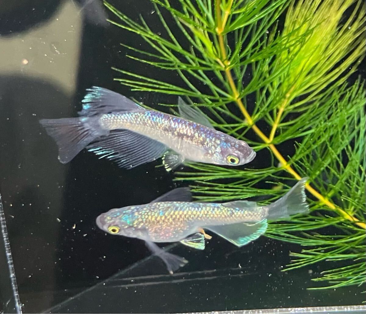 ペガサスめだか　有精卵10個＋α 検索用:（Fuji aqua green フジアクアグリーン　ブルー　レア　たまご　ヒレ光　飛輪　ヒリン　金閣　）_3