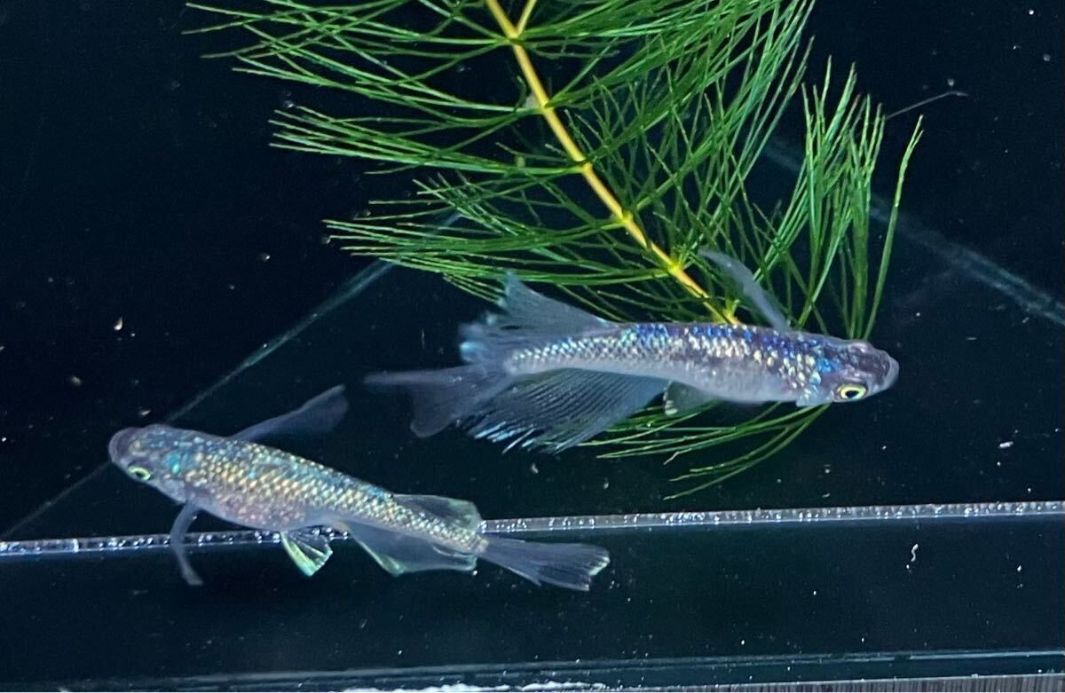 ペガサスめだか　有精卵10個＋α 検索用:（Fuji aqua green フジアクアグリーン　ブルー　レア　たまご　ヒレ光　飛輪　ヒリン　金閣　）_5