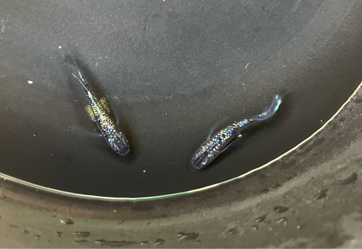 ペガサスめだか　有精卵10個＋α 検索用:（Fuji aqua green フジアクアグリーン　ブルー　レア　たまご　ヒレ光　飛輪　ヒリン　金閣　）_6