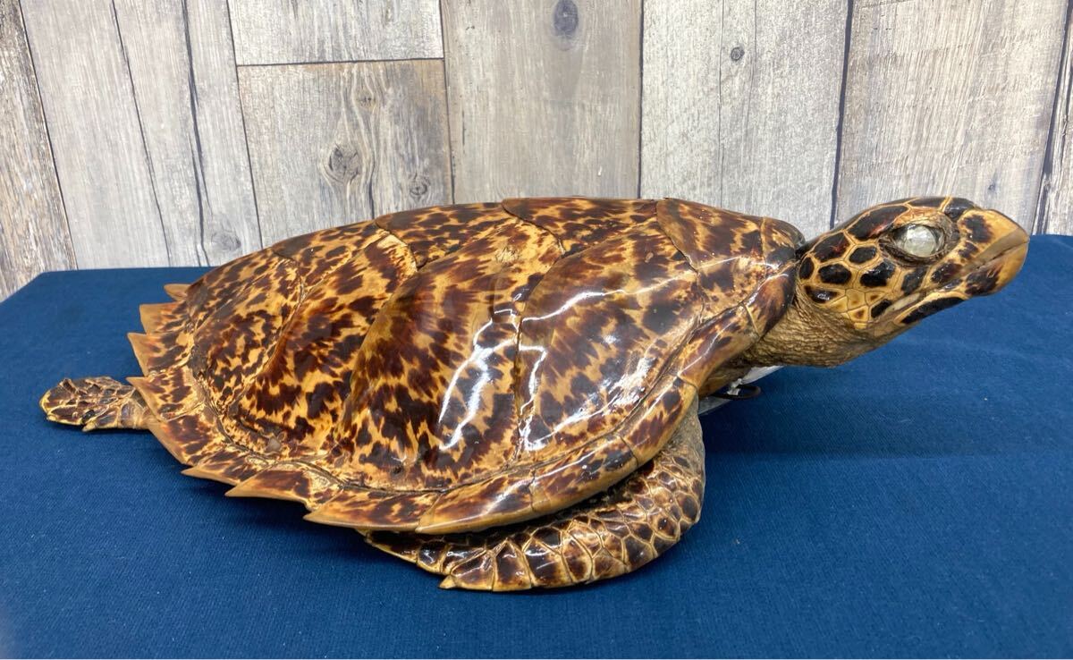 N8024〉亀 剥製 べっ甲 壁掛け 全長約44cm カメ(美術品)｜売買された