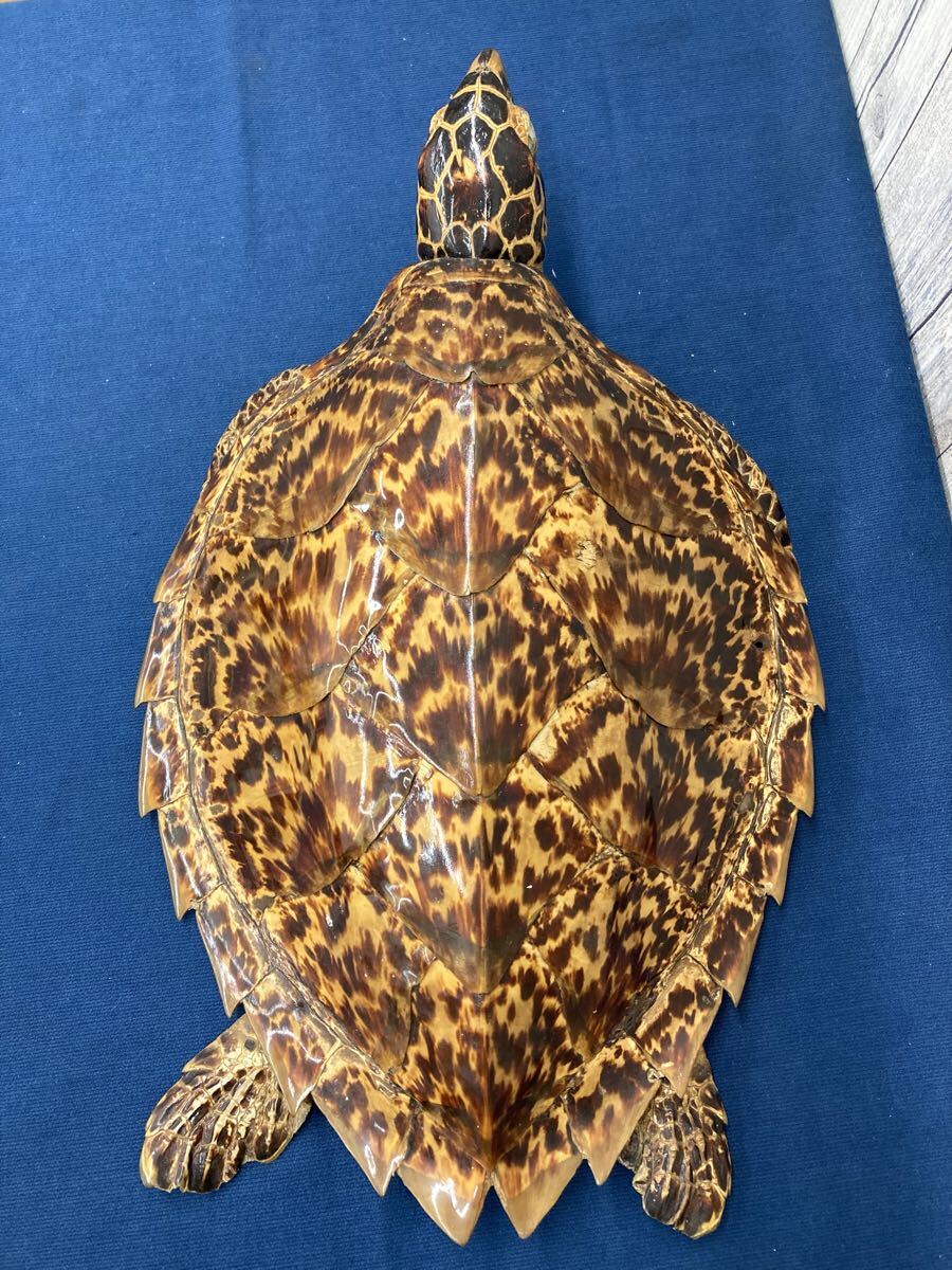 N8024〉亀 剥製 べっ甲 壁掛け 全長約44cm カメ(美術品)｜売買された