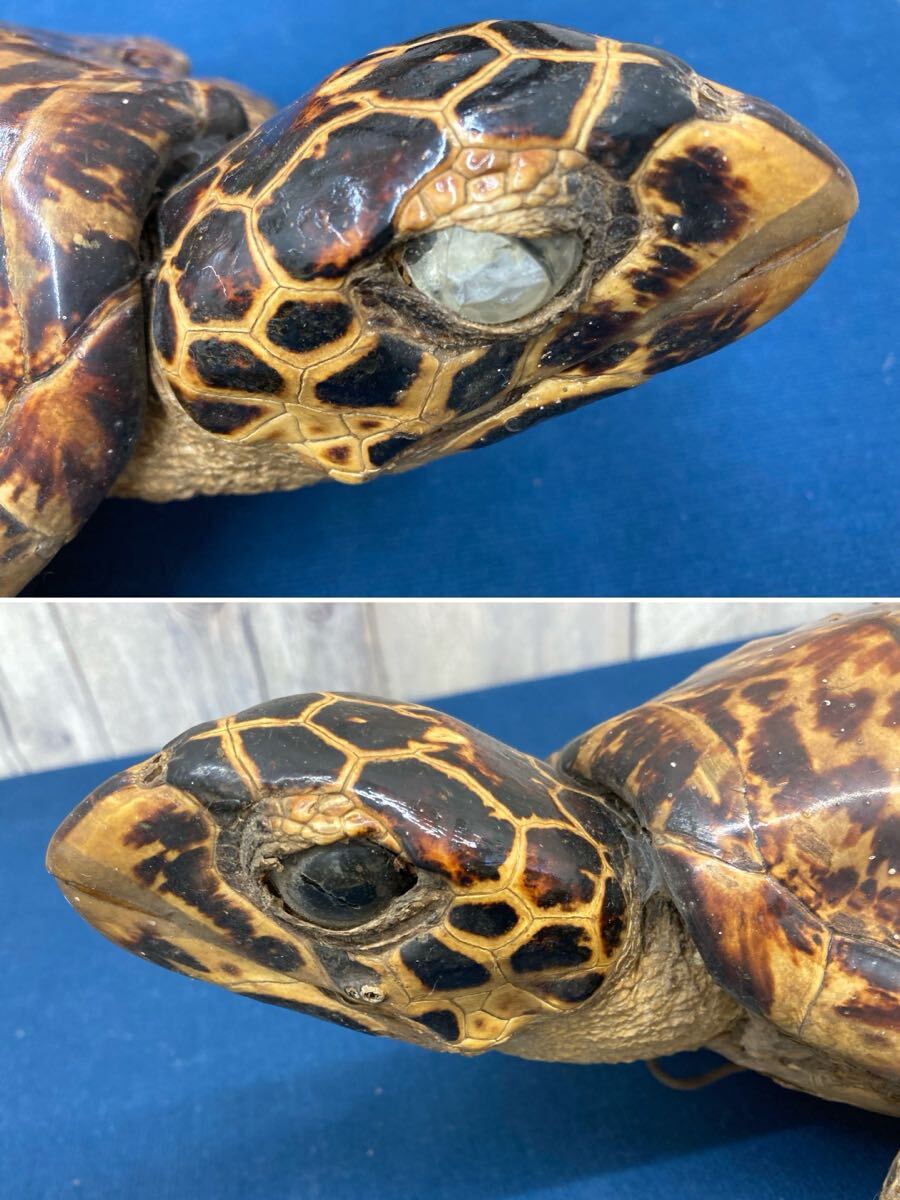 N8024〉亀 剥製 べっ甲 壁掛け 全長約44cm カメ(美術品)｜売買された
