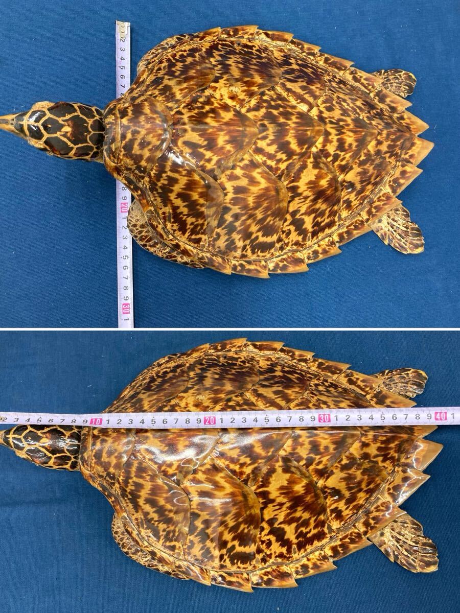 N8024〉亀 剥製 べっ甲 壁掛け 全長約44cm カメ(美術品)｜売買された