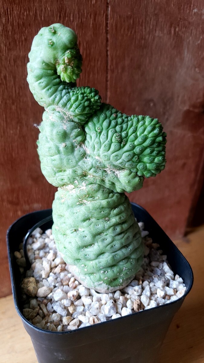 ラリレアキア カクティフォルメ 仏頭玉石化(サボテン)｜売買された