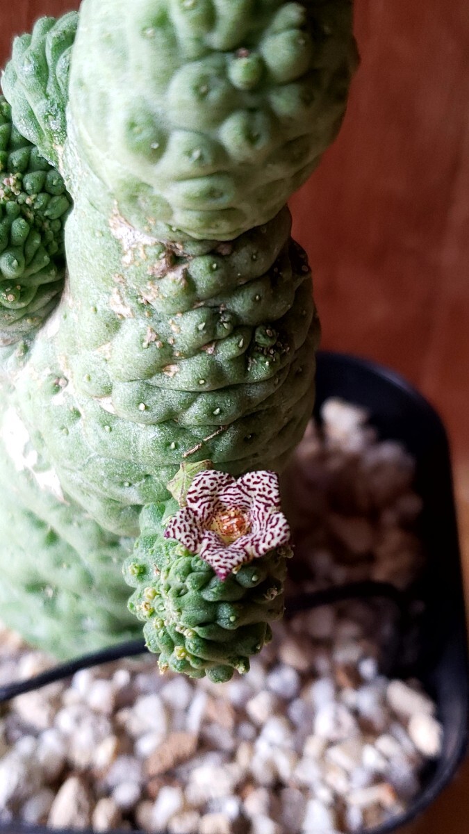 ラリレアキア カクティフォルメ 仏頭玉石化(サボテン)｜売買された