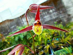 寒蘭☆ 銘品「緑宝」 上木 高知県産 来季開花期待株☆