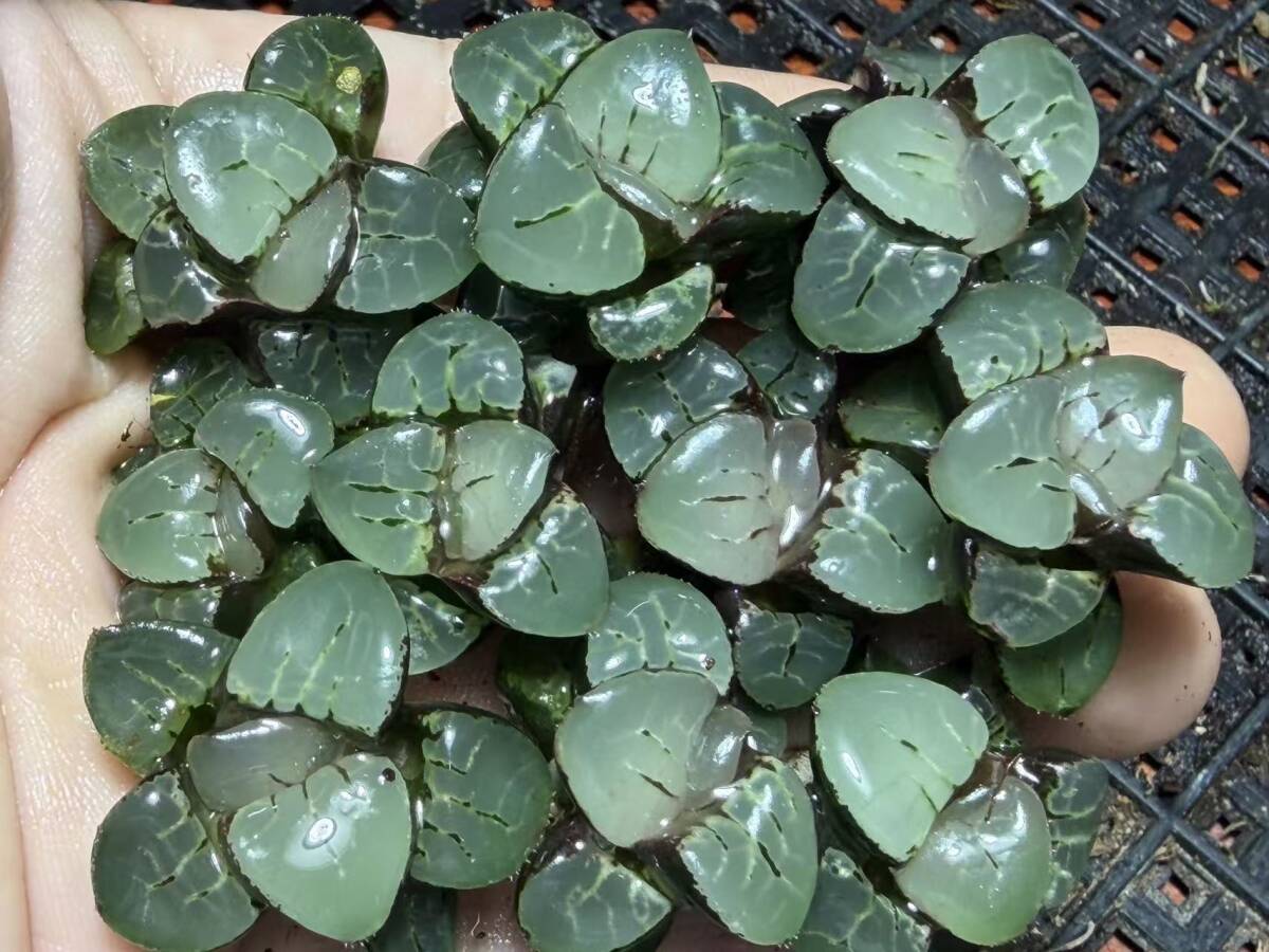 E18 多肉植物 ハオルチア 月光女神 超美品 10株セット /検 白蛇伝 白狐