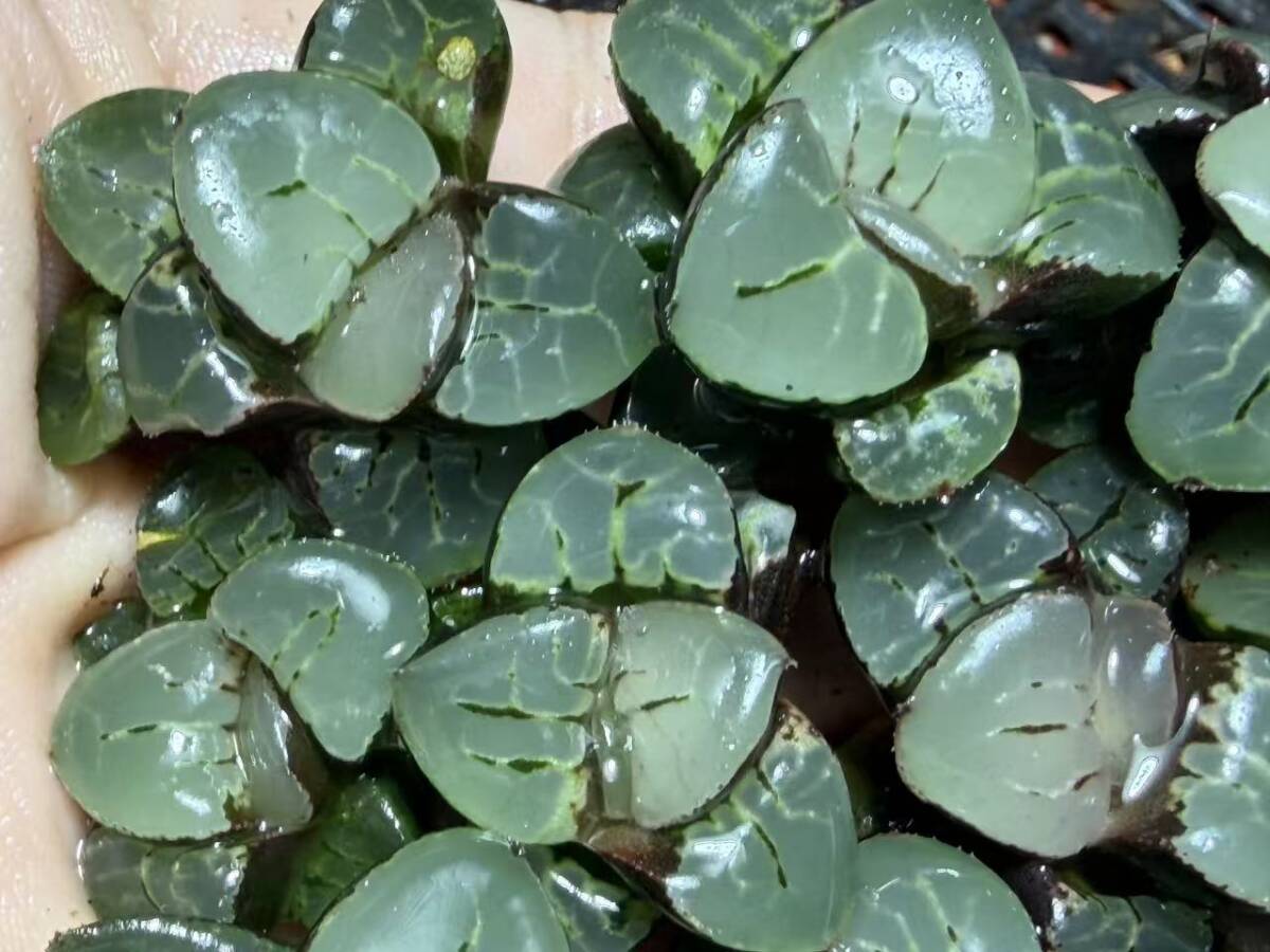 E18 多肉植物 ハオルチア 月光女神 超美品 10株セット /検 白蛇伝 白狐
