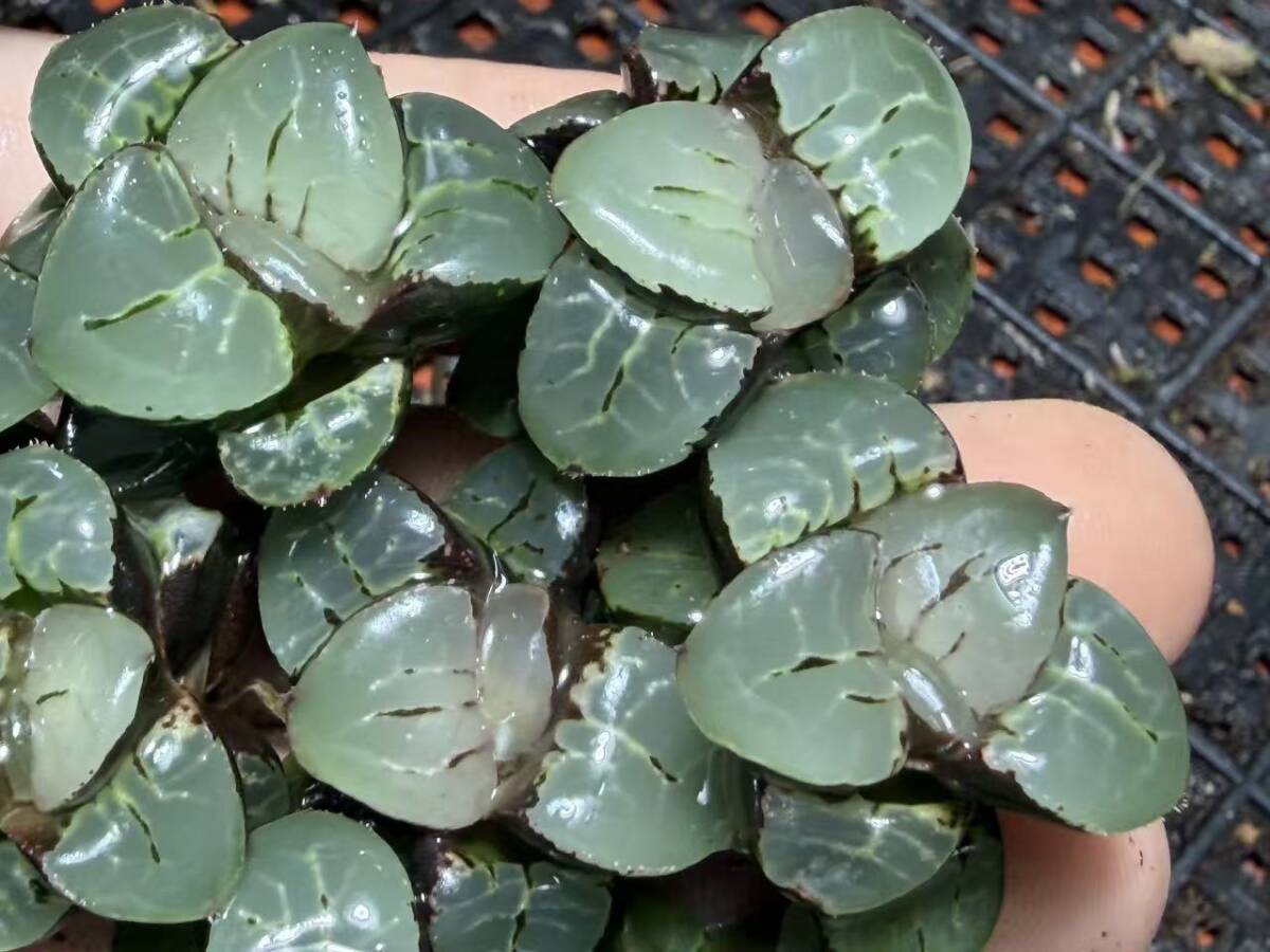 E18 多肉植物 ハオルチア 月光女神 超美品 10株セット /検 白蛇伝 白狐