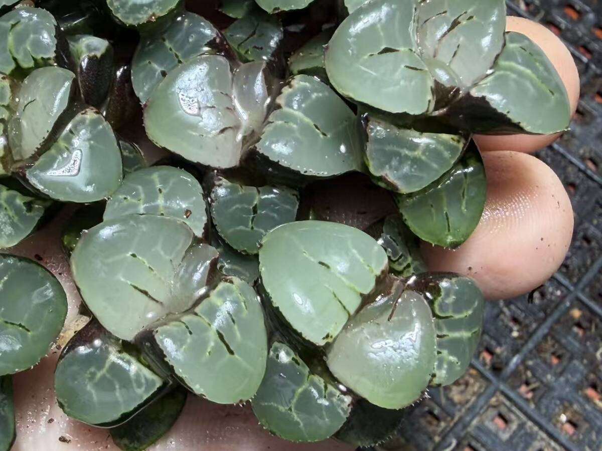 E18 多肉植物 ハオルチア 月光女神 超美品 10株セット /検 白蛇伝 白狐