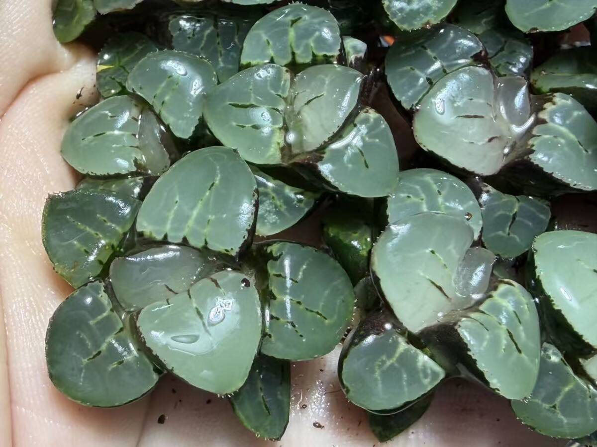 E18 多肉植物 ハオルチア 月光女神 超美品 10株セット /検 白蛇伝 白狐