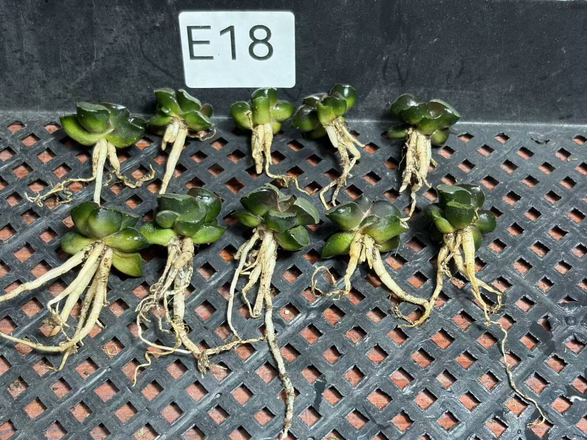 E18 多肉植物 ハオルチア 月光女神 超美品 10株セット /検 白蛇伝 白狐