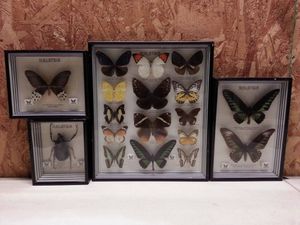 マレーシア 蝶 標本の値段と価格推移は？｜6件の売買データから