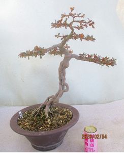 盆栽 皐月のYahoo!オークション(旧ヤフオク!)の相場・価格を見る