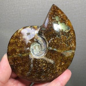 アンモナイト 化石のYahoo!オークション(旧ヤフオク!)の相場・価格を