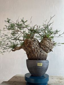 Yahoo!オークション(旧ヤフオク!)の観葉植物の相場・価格を見る｜Yahoo