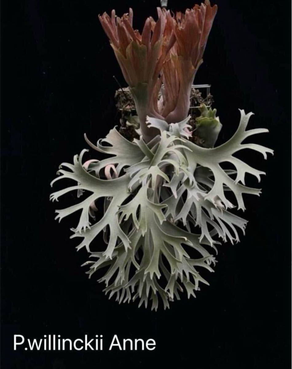 ビカクシダ P.willinckii Anne OC P.willinckii 'Anne OC (晴花)' アン moco plants モコプランツ