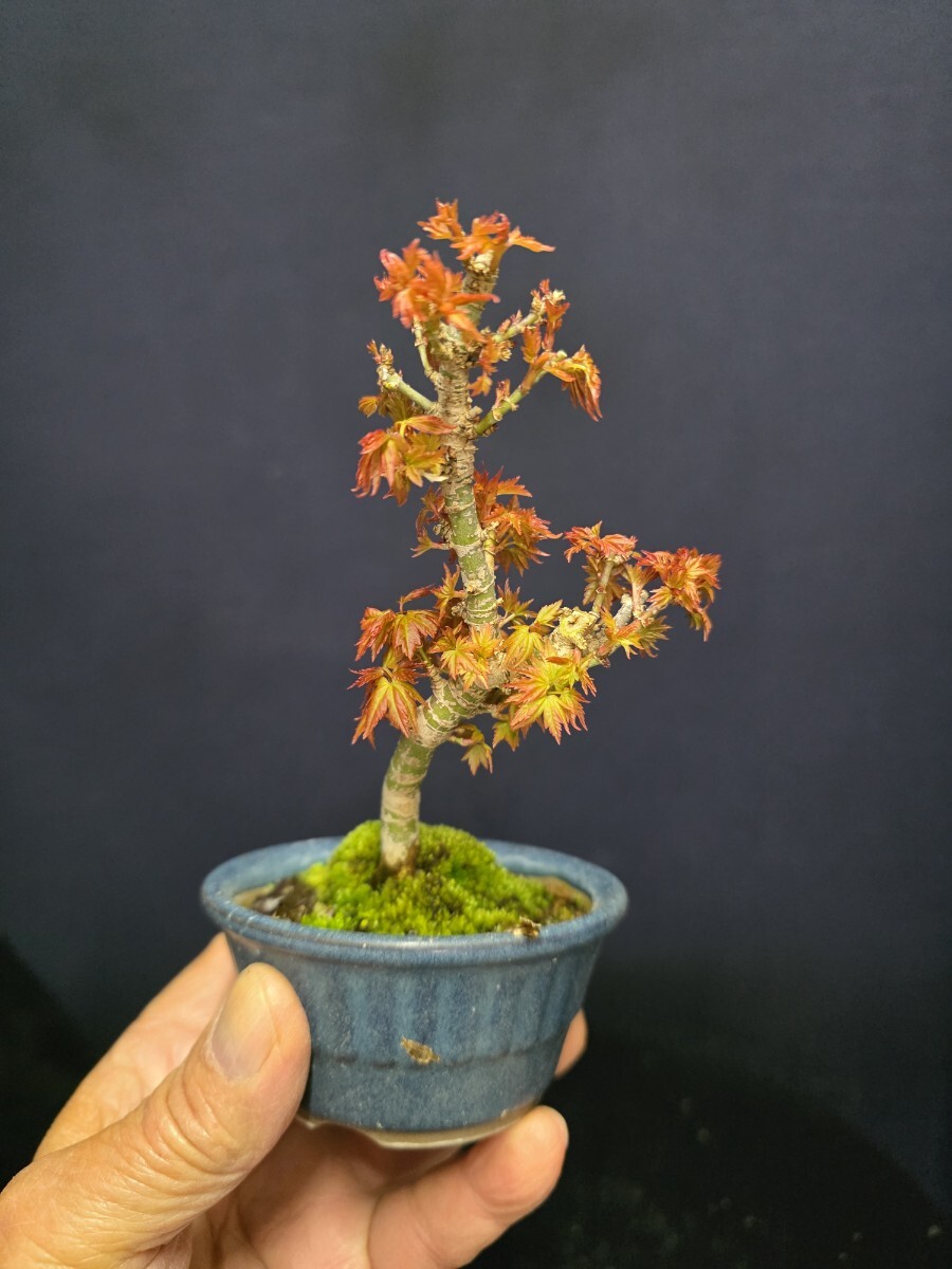 もみじ 盆栽フィギュア 盆栽 もみじ 和巧 素材 1 12 G-28 植物,樹木